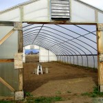 High tunnel from local farm High tunnel from local farm